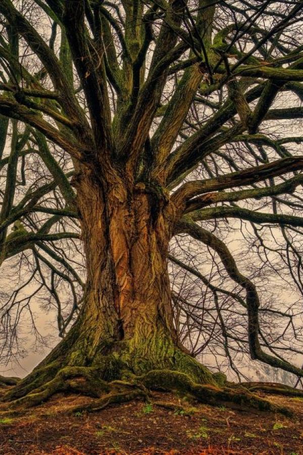 WTT